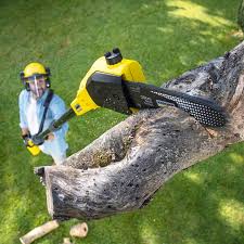 Trusted Inverness, CA Tree Removal and Landscaping Services Experts